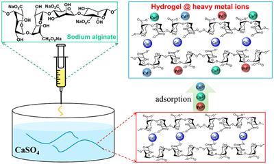 Ion-Induced Synthesis of Alginate Fibroid Hydrogel for Heavy Metal Ions Removal